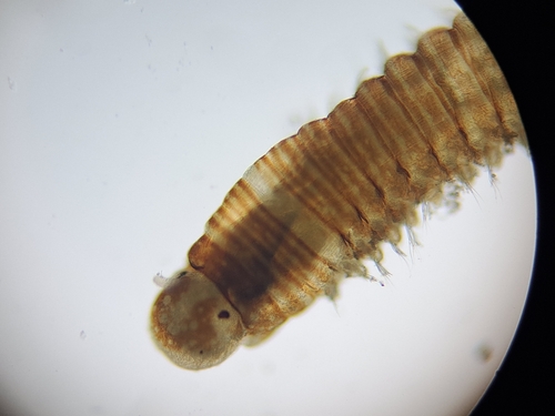 Lysidice unicornis observed 2024-12-19
