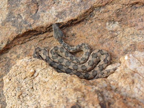 Photo of a Western Keeled Snake (Pythonodipsas carinata)