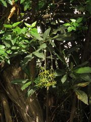 Palicourea lineariflora