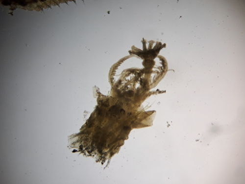 Hydroides dirampha observed 2024-12-19