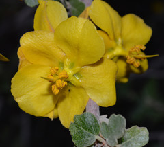 Fremontodendron californicum