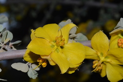Fremontodendron californicum