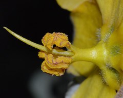 Fremontodendron californicum