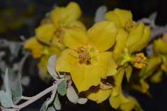 Fremontodendron californicum