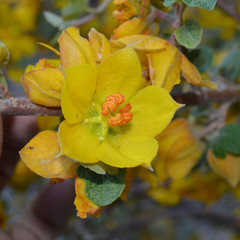 Fremontodendron californicum