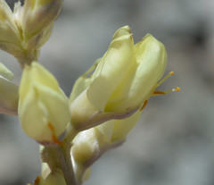Lupinus peirsonii