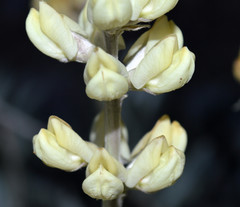 Lupinus peirsonii