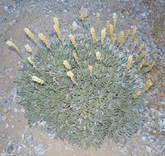Lupinus peirsonii