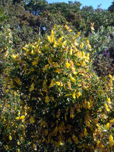 Citiso villoso