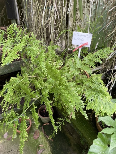 Selaginella involvens iNat (3)