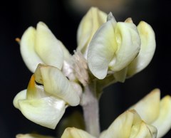 Lupinus peirsonii