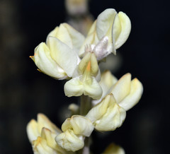 Lupinus peirsonii