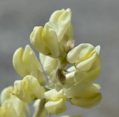 Lupinus peirsonii