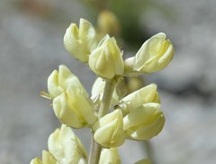 Lupinus peirsonii