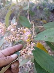 Miconia xalapensis