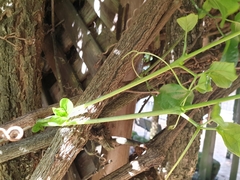 Amphilophium buccinatorium