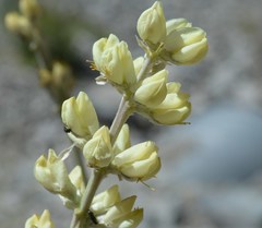 Lupinus peirsonii