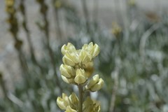 Lupinus peirsonii