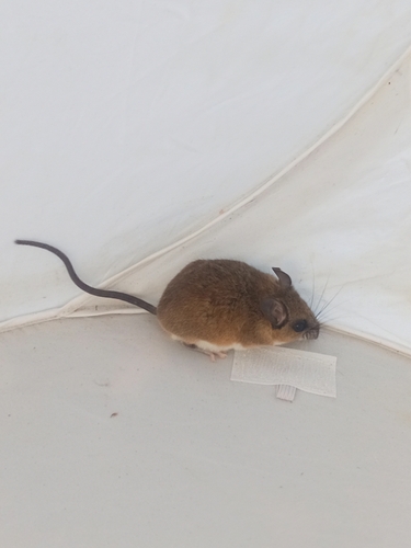 Ensick's Deermouse (Peromyscus ensinki) — Data Deficient Mammalia