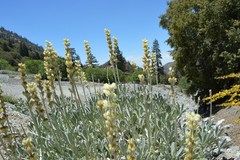 Lupinus peirsonii