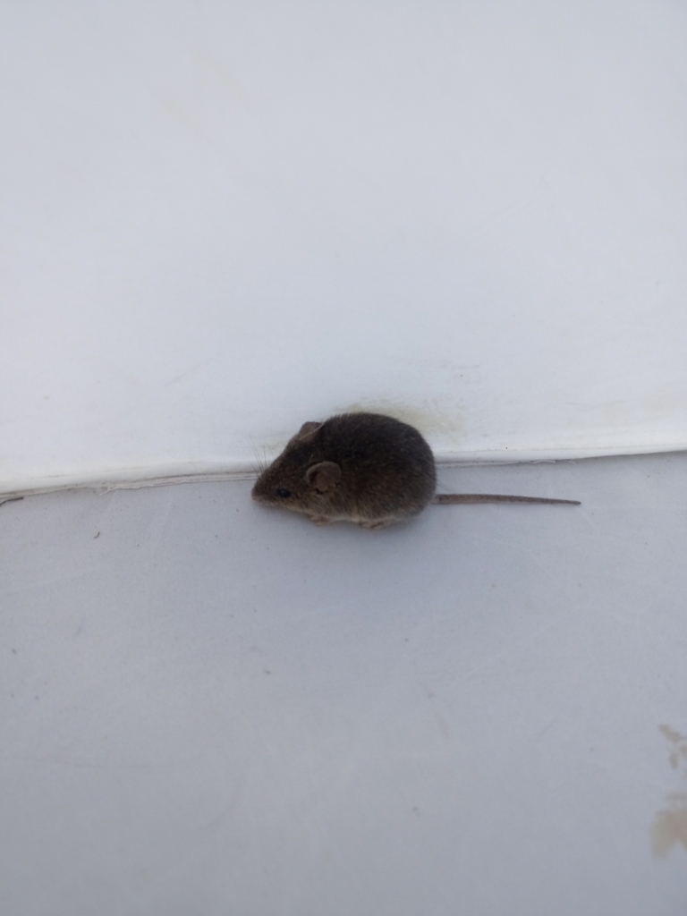 Southern Pygmy Mouse