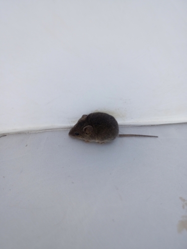 Southern Pygmy Mouse