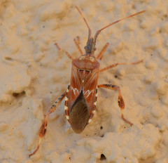 Megalotomus