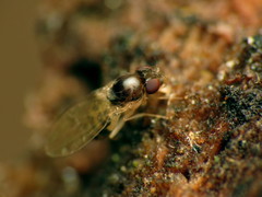 Mycodrosophila claytonae