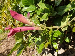 Amphilophium buccinatorium