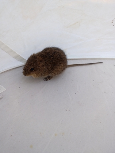 Jaliscan Cotton Rat