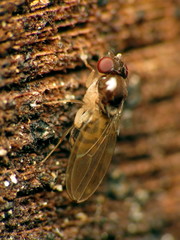 Mycodrosophila claytonae
