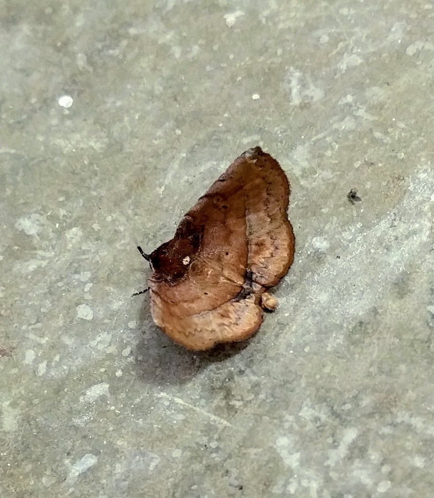 Pangrapta recusata