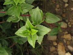 Ageratina gracilis
