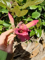 Amphilophium buccinatorium