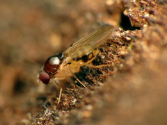 Mycodrosophila claytonae