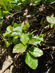 Amphilophium buccinatorium