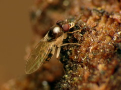 Mycodrosophila claytonae