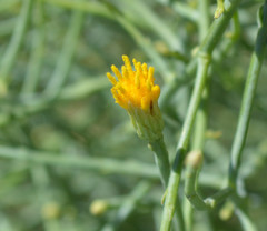 Leucosyris carnosa