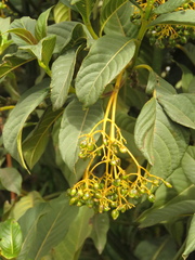 Palicourea lineariflora
