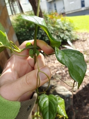 Amphilophium buccinatorium