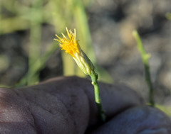 Leucosyris carnosa