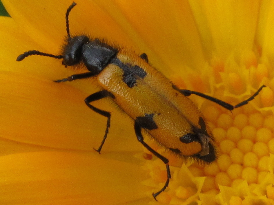 Mylabris sibirica