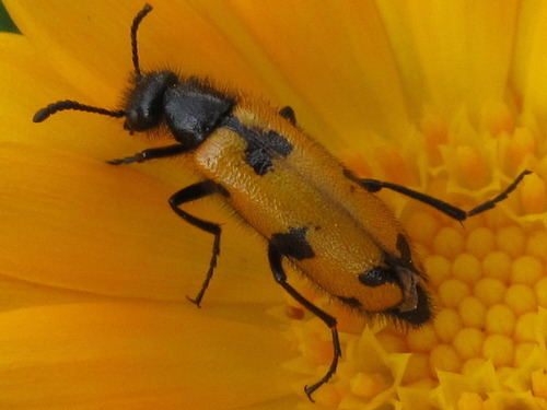 Mylabris sibirica · iNaturalist