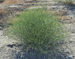 Leucosyris carnosa