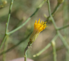 Leucosyris carnosa
