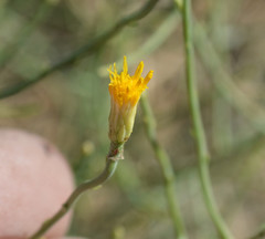 Leucosyris carnosa