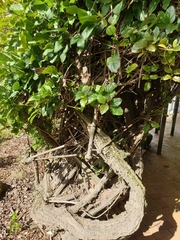 Amphilophium buccinatorium