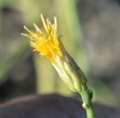 Leucosyris carnosa