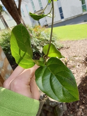 Amphilophium buccinatorium