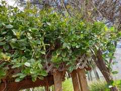 Amphilophium buccinatorium